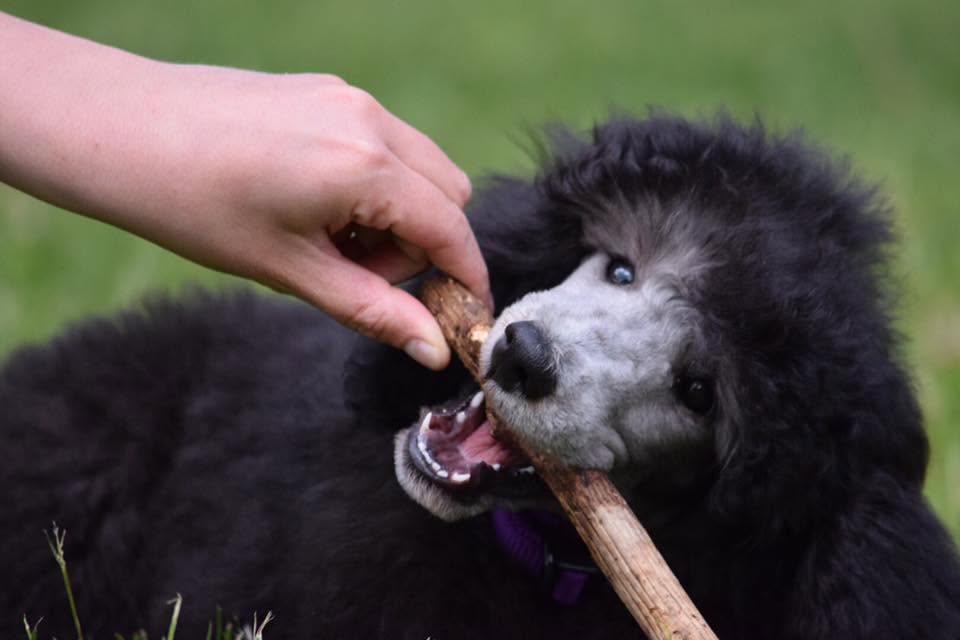 Cucciolo di Barbone durante un percorso educativo